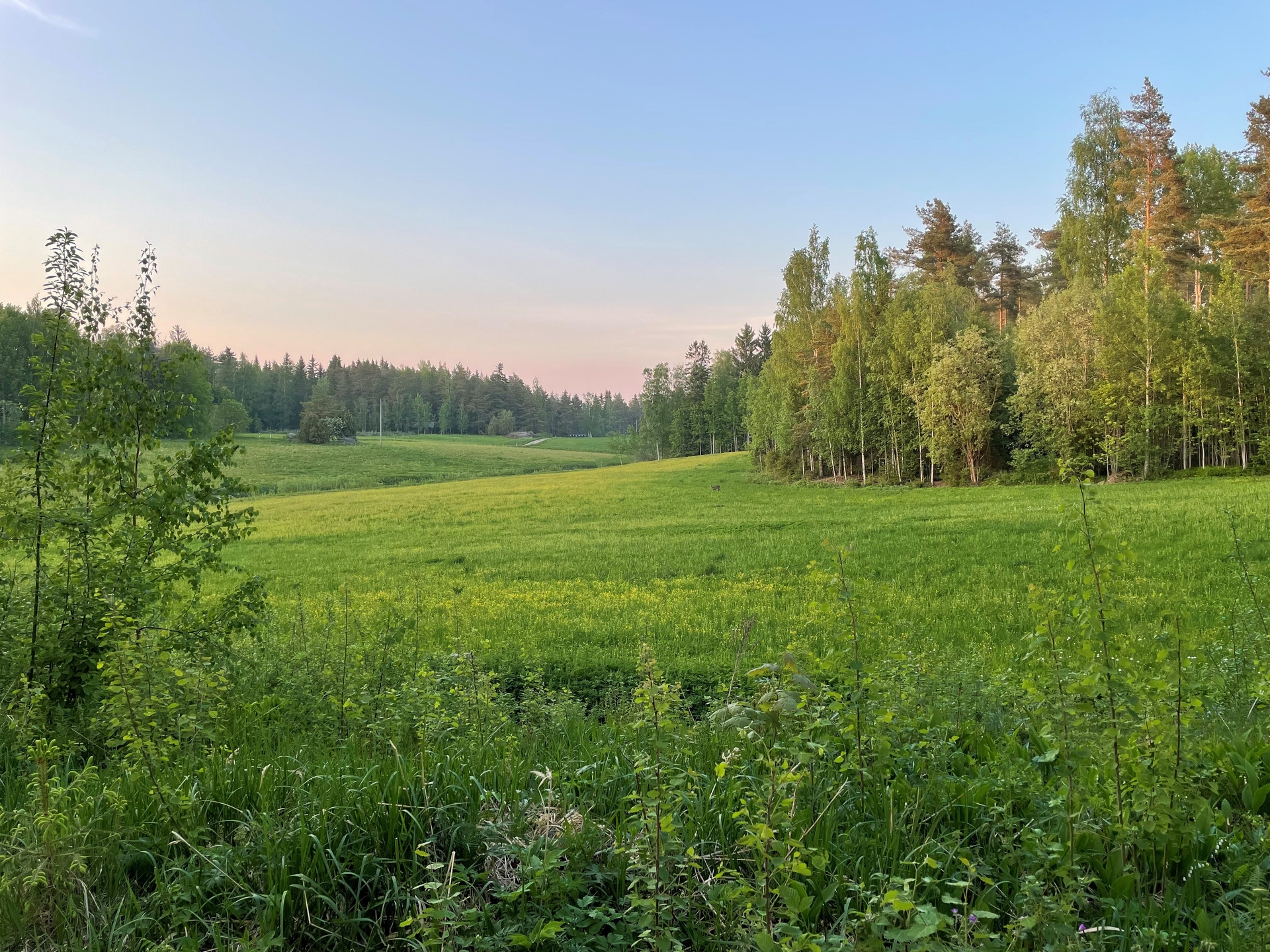 Kesäinen peltomaisema.